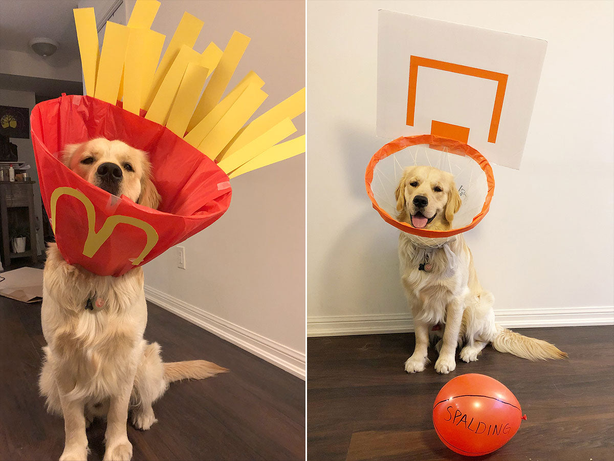 Dog with hot sale flower cone