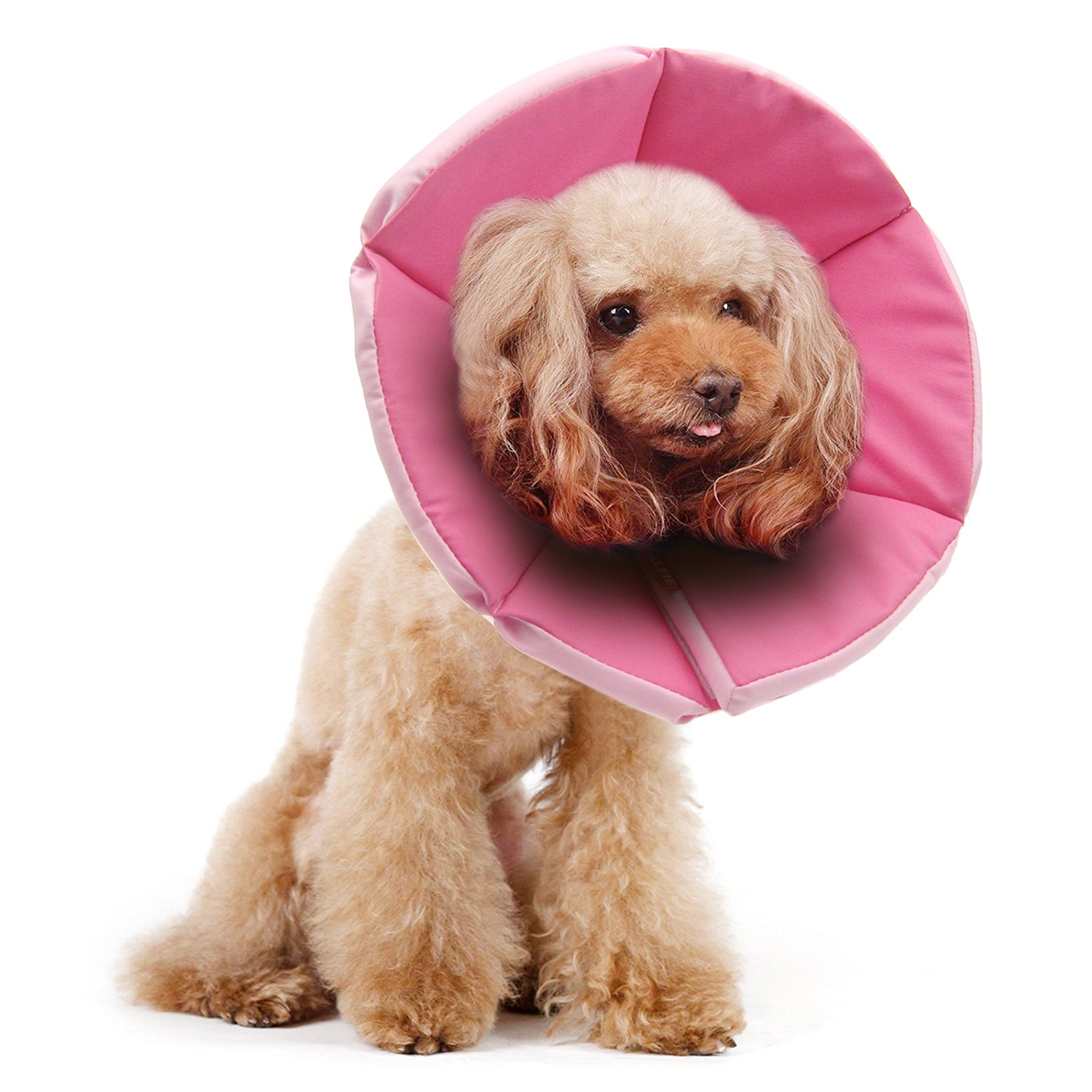 Alfie dog clearance cone